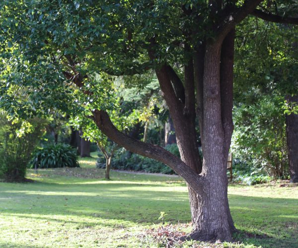 garden-3